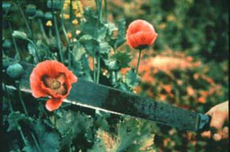 opium poppy harvest